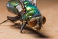 a close up of a fly on a table with a brown background and a blue and green fly with a brown nose Royalty Free Stock Photo