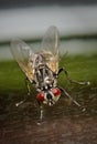 a close up of a fly with two wings outstretched and one eye wide open Royalty Free Stock Photo