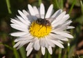 Close-up of a fly on a daisy Royalty Free Stock Photo