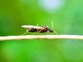 Close up of flying ant Royalty Free Stock Photo