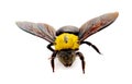 A close up of flying bee isolated on white background. Pollinators, nature. Royalty Free Stock Photo