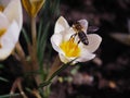 Close-up of flying bee on a white crocus on a sunny spring day