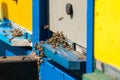 Close up of flying bees. Wooden beehive and bees.Insect