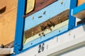 Close up of flying bees. Wooden beehive and bees.Insect