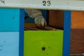 Close up of flying bees. Wooden beehive and bees.Insect