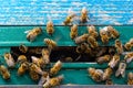 Close up of flying bees. Wooden beehive and bees. Plenty of bees at the entrance of old beehive in apiary. Working bees on plank. Royalty Free Stock Photo