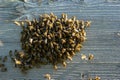 Close up of flying bees. Wooden beehive and bees. Plenty of bees at the entrance of old beehive in apiary. Working bees on plank. Royalty Free Stock Photo