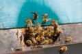 Close up of flying bees. Wooden beehive and bees. Plenty of bees at the entrance of old beehive in apiary. Working bees on plank. Royalty Free Stock Photo