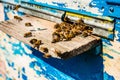 Close up of flying bees. Wooden beehive. Plenty of bees at the entrance of old beehive in apiary. Working bees on plank Royalty Free Stock Photo