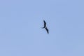 Close-up on flying bird on blue sky, Scientific name Fregata minor Royalty Free Stock Photo