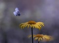 Close-up flying butterfly and two yellow daisies Royalty Free Stock Photo