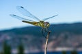 Close up of a flying dragonfly