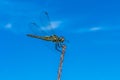Close up of a flying dragonfly Royalty Free Stock Photo