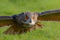 Close up of a flying European Eagle Owl Bubo bubo