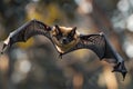 Close up of a flying fox bat in flight against a forest background, captured Royalty Free Stock Photo