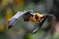 Close up of a flying fox bat in flight against a forest background, captured Royalty Free Stock Photo