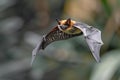 Close up of a flying fox bat in flight against a forest background, captured Royalty Free Stock Photo