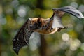 Close up of a flying fox bat in flight against a forest background, captured Royalty Free Stock Photo