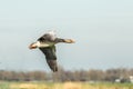 Close up of flying Greylag Goose, Anser anser, Royalty Free Stock Photo