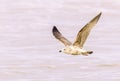 Close up of a flying herring gull, larus argentatus, along the surf of the North Sea Royalty Free Stock Photo