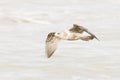 Close up of a flying herring gull, larus argentatus along the surf of the North Sea Royalty Free Stock Photo