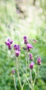 Close up of flying honey bee landing on spring flower