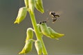 Close-up flying insect