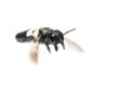 A close up of flying Leafcutter bee Royalty Free Stock Photo