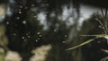 Close-up of flying midges in grass on summer day. Creative. Midges flying over grass on sunny hot day. Midges fly Royalty Free Stock Photo