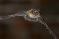 Close up of Flying Pipistrelle bat Royalty Free Stock Photo