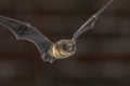 Close up of Flying Pipistrelle bat Royalty Free Stock Photo
