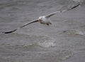 Close Up Of A Flying Silver Gull At The North Sea Coast In Borkum East Frisia Germany