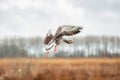 Close up of flying up Greylag Goose, Anser anser, above reed bed Royalty Free Stock Photo