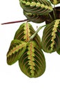 Close up fo exotic `Maranta Leuconeura Fascinator` plant isolated on white background Royalty Free Stock Photo