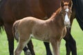 Close up of foal