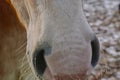 Close-up of a foal on frozen field Royalty Free Stock Photo