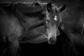 Close-up of foal with mare isolated