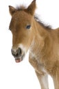 Close-up of a Foal's head Royalty Free Stock Photo