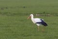 Close up and in focus of a foraging adult Stork, Ciconia ciconia, Royalty Free Stock Photo