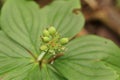 Macro of bunchberry plant seeds with leaves in bokeh effect