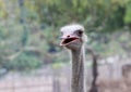 close up focus head ostrich in summer nature garden at thailand Royalty Free Stock Photo