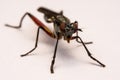 Close up robber fly isolated on white background Royalty Free Stock Photo