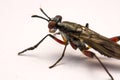 Close up robber fly isolated on white background Royalty Free Stock Photo