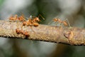 Close up focus one red ant on stick tree in nature at thailand Royalty Free Stock Photo