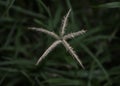 Close-up Focus Shot of Star Plant