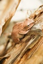 Close up and focus Shrub frog, Polypedates leucomystax, Tree frog / type of fog in nature Royalty Free Stock Photo