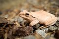 Close up and focus Shrub frog, Polypedates leucomystax, Tree frog / type of fog in nature Royalty Free Stock Photo