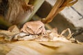 Close up and focus Shrub frog, Polypedates leucomystax, Tree frog / type of fog in nature Royalty Free Stock Photo