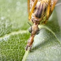 Close up Focus Stacking - Large Crane-fly, Crane fly, Giant Cranefly, Tipula maxima Royalty Free Stock Photo