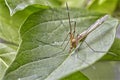 Close up Focus Stacking - Large Crane-fly, Crane fly, Giant Cranefly, Tipula maxima